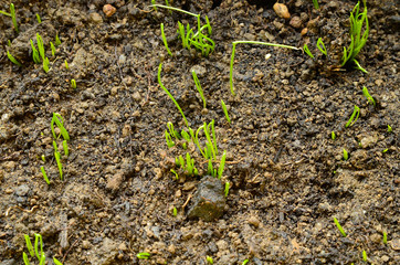 Chive sprouts,selective focus