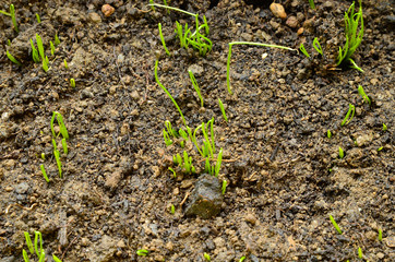 Chive sprouts,selective focus