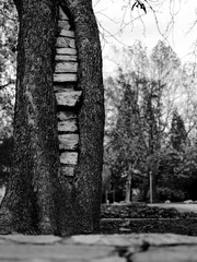 a tree in the urban park with some stone bricks in the middle of the timber trunk