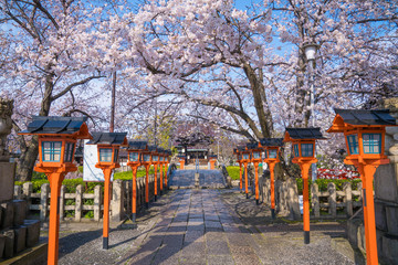 Fototapeta na wymiar 京都　六孫王神社の桜