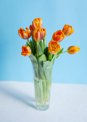 Spring orange tulips in a vase on blue background