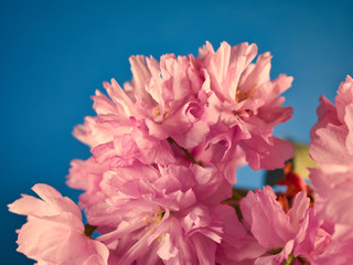 Cherry blossom macro detail romantic background