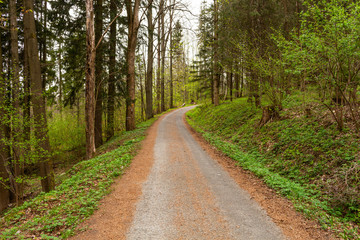Road in a beautiful forest in the morning