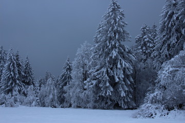 Winterwald