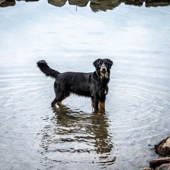 Hovawart Water Dog