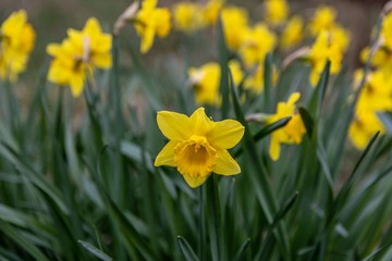 Fototapeta premium Daffodil Påsklilja 