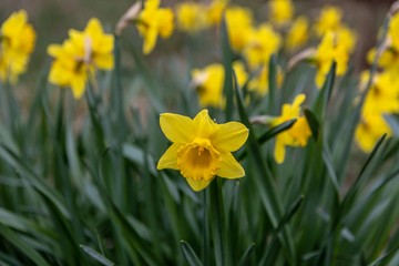 Daffodil Påsklilja 
