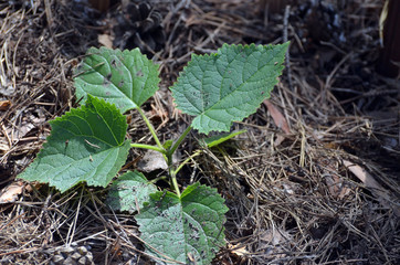 Seedling of Paulownia tomentosa  in the open ground with mulch
