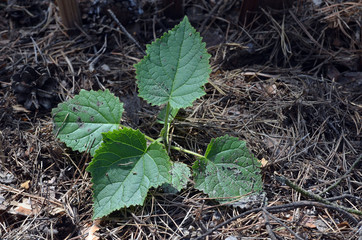 Seedling of Paulownia tomentosa  in the open ground with mulch