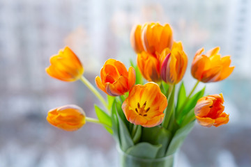 Spring tulips  in a vase near the window