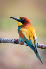 Portrait of a colorful bird