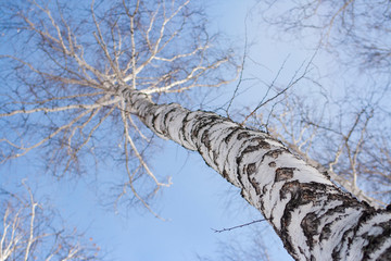 Fototapeta premium High birch on a background of bright blue sky