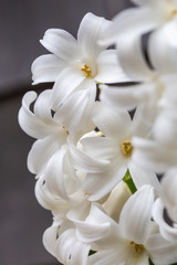 Fototapeta na wymiar White Hyacinth Flower Bundle Close-up