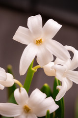 Fototapeta na wymiar White Hyacinth Flowers Close-up