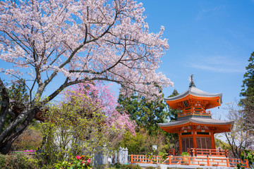 京都　正法寺（しょうぼうじ）の遍照塔（へんじょうとう）と桜