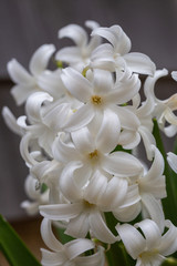 Obraz na płótnie Canvas White Hyacinth Flowers