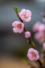 Peach blossoms on a branch