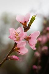 Peach blossoms background in spring