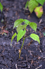 Seedling of Catalpa Bignonioides in the open ground 