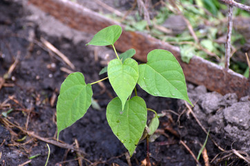 Seedling of Catalpa Bignonioides in the open ground 