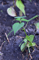 Seedling of Catalpa Bignonioides in the open ground 