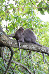 居眠りするモンキーフォレストの猿