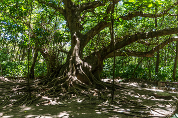 Mayan rainforest of the yucatan peninsula