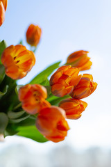 Spring  orange tulips on blue sky background