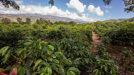 cafetan fields in the Orosi Valley in Costa Rica