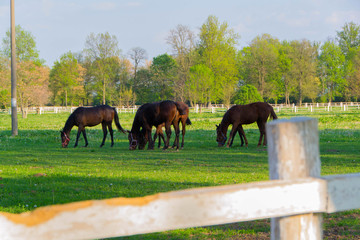 Horse and herd of horses