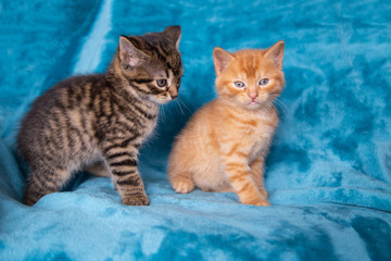 duo de chatons