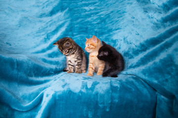 Trio de chatons
