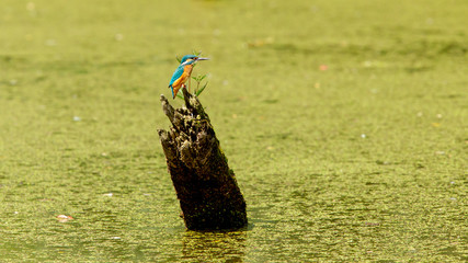Ein Eisvogel sitzt auf einem Baumstamm in einem Waldbiotop voll mit Wasserlinsen