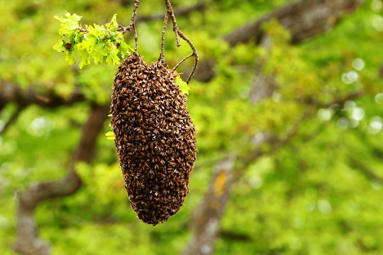 A swarm of honey bees.