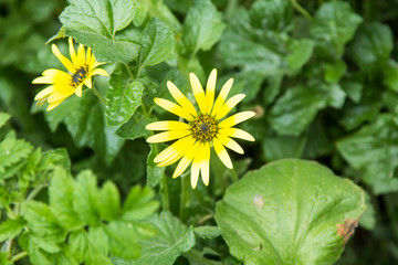 field full of daisies