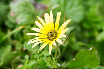 yellow daisy in the field