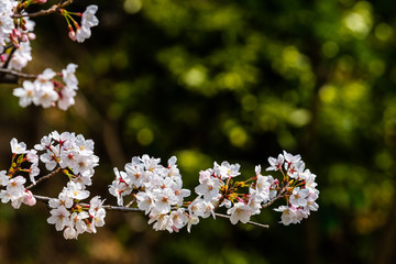 Cherry blossom in spring for background or copy space for text