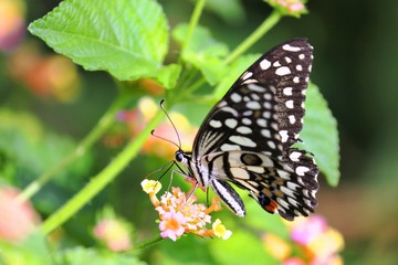 butterfly on a flower