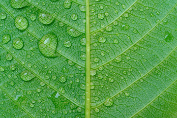 Water drop on green leaf, abstract macro wet foliage texture, pattern and background