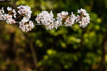 Cherry blossom in spring for background or copy space for text