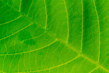 Water drop on green leaf, abstract macro wet foliage texture, pattern and background