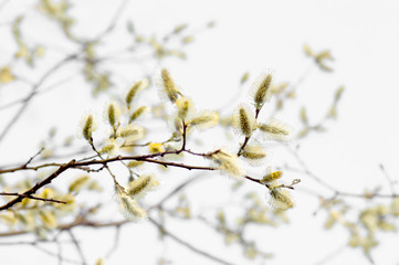 Blooming willow flowers on blue sky