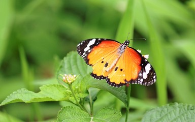 butterfly