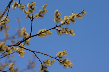 Blooming willow flowers on blue sky