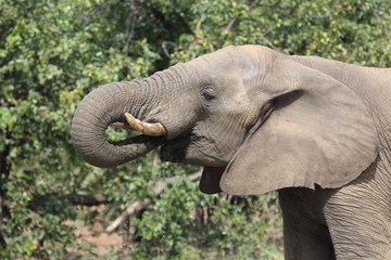 Naklejka premium Afrikanischer Elefant / African elephant / Loxodonta africana