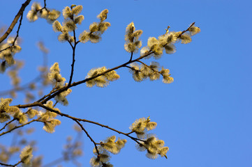 Blooming willow flowers on blue sky