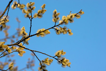 Blooming willow flowers on blue sky