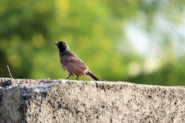 bird on fence