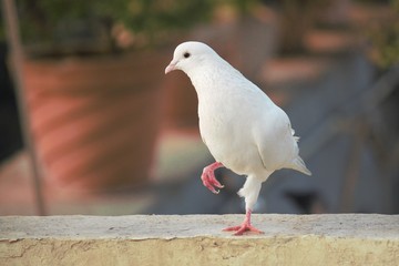 white pigeon