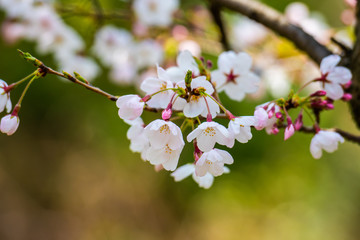 Cherry blossom in spring for background or copy space for text